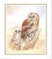 Tawny Owl 10 x 8 - 040