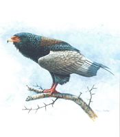 Bateleur Eagle 10 x 8 - 045