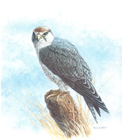 Lanner Falcon 10 x 8 - 046