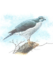 Gos Hawk 10 x 8 - 047