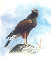 Harris Hawk 10 x 8 - 048