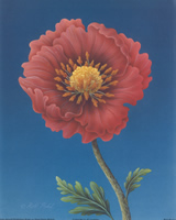 Pink Poppy - 104