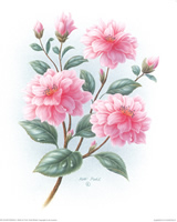 Garden Favorites 1 - 120