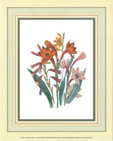 Floral Study 10 x 8 Pack of 5 Prints - 1234102