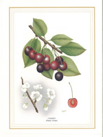 Cherry 10 x 8 Pack of 6 Prints Size 10 x 8 - 1234128