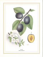 Plums 10 x 8 Pack of 6 Prints - 1234129
