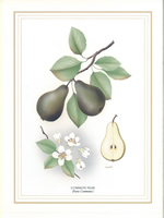 Common Pear 10 x 8 Pack of 6 Prints - 1234131