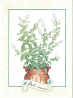 Mint 10 x 8 Pack of 6 Prints - 1234133