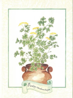 Parsiley 10 x 8 Pack of 6 Prints - 1234134