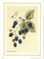 Blackberries 10 x 8 Pack of 6 Prints - 1234137