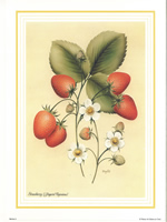 Strawberries 10 x 8 Pack of 6 Prints - 1234138