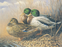 Birds 1 10 x 8 pack of 6 - 123442