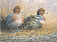 Birds 3 10 x 8 pack of 6 - 123444