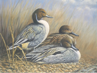 Birds 1 10 x 8 pack of 6 - 123445