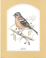 Chaffinch 10 x 8 pack of 6 prints - 123446