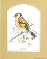 Goldfinch 10 x 8 Pack of 6 prints - 123447