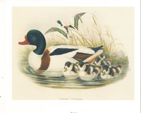 Shelduck 10 x 8 pack of 5 prints - 123448