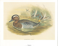 Gargagney 10 x 8 pack of 5 prints - 123449