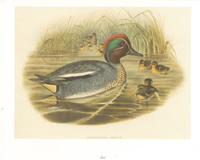 Teal 10 x 8 pack of 5 Prints - 123450