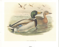 Mallard 10 x 8 pack of 5 Prints - 123451