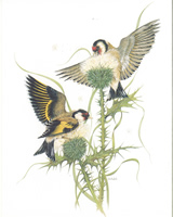 Garden Birds D 10 x 8 Pack of 6 prints - 123454