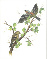 Garden Birds B 10 x 8 Pack of 6 prints - 123455