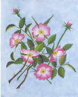 Florals 10 x 8 - 123481