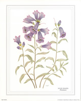 Sour Grapes - 123487