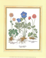 Anemones 10 x 8 pack of 6 prints - 123492