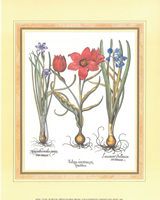 Tulips 10 x 8 pack of 6 prints - 123493