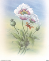 Poppy B 10 x 8 Pack of 6 Prints - 123495