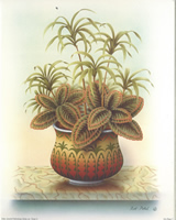 Pot Plant 2 10 x 8 Pack of 6 Prints - 238