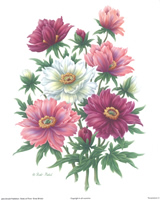 Prints Temptation C Pack of 6 prints Print Size 5 x 6 - C0539