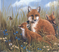 Foxes Size 10 x 8 - 148