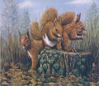 English Animals Size 10 x 8 - 149