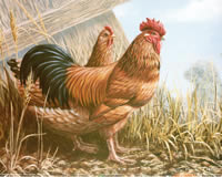 Cockerels A 10 x 8 - 153