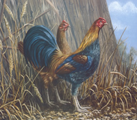 Cockerels C 10 x 8 - 155