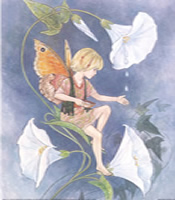 Pack of six prints Garden Fairies 6 - 1610