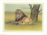 African Wild Animals A 10 x 8 - 1652