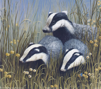 Bagders Size 10 x 8 - 179