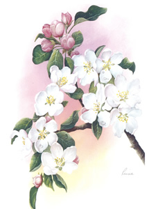 Set of 7 prints Apple Blossom - 1801