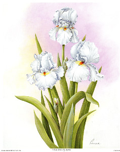 White Irises Pack of 6 Prints Print Size 10 x 8 - 1819