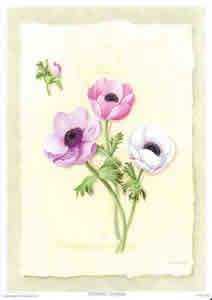 Anemone 11 Pack of 6 Prints Size 10 x 8 - 1893