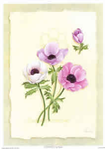 Reina Anemone 1 Pack of 6 Prints Size 10 x 8 - 1894