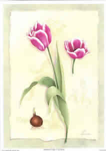 Botanical Tulips 2 Pack of 5 Prints Size 10 x 8 - 1895