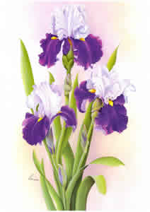 Purple and lavender Iries By Reina Pack of 6 prints Size 10 x 8 - 1897