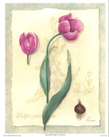 Botanical Tulips 1 Pack of 6 Prints Size 10 x 8 - 1898