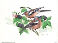Chaffinches 1 8x10 1 pack of 5 prints ( Limited Stock) - 2001