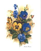 Garden Pansies - 2024