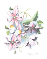 set of 6 Prints Bennett Florals 1 - 2038